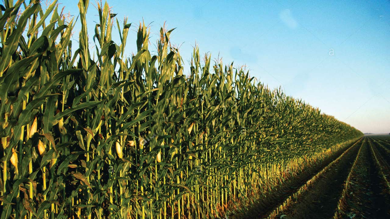 Maize-farm-kkkk