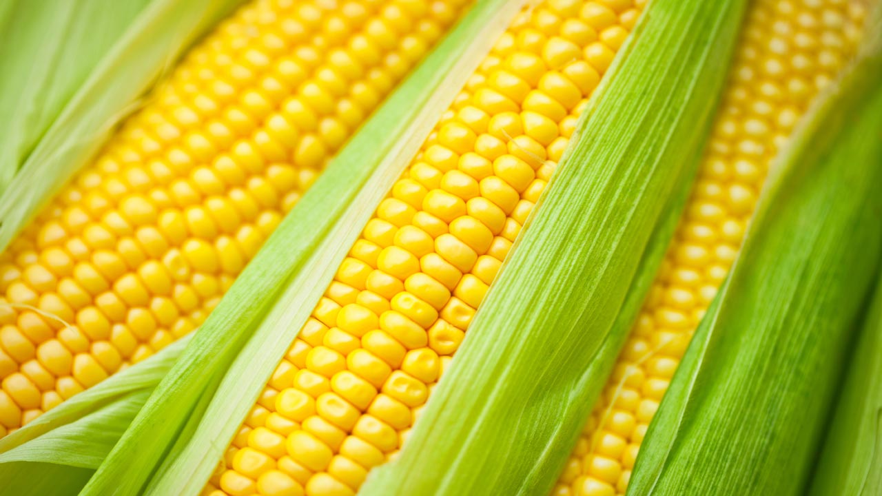 Yellow-Maize